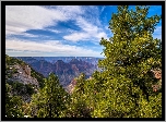 Stany Zjednoczone, Arizona, Park Narodowy Wielkiego Kanionu, Wielki Kanion Kolorado, Drzewa