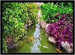 Staw, Karpie, Koi
