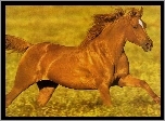 Kasztanowy, Konik, Łąka, Galop