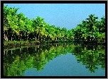 Kerala, Indie, Rzeka, Periyar, Las, Palmowy

