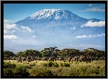 Kilimandżaro, Tanzania, Afryka, Góry, Słonie