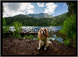 Pies, King charles spaniel, Rzeka, Drzewa, Góry