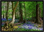 Anglia, Knebworth, Wiosna, Las, Drzewa, Kwiaty, Dzwonki