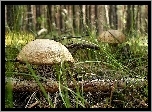 Kociewie, Las, Grzyby, Brzozaki, Jadalne