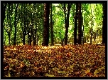 Kolorowe, liście, Jesieni, Zielone, Drzewa, Park