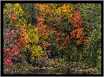 Kolorowe, Jesienne, Drzewa, Liście, Jesień