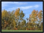 Kolorowe, Drzewa, Niebieskie, Niebo
