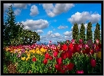 Kolorowe Tulipany, Ogródek, Drzewa, Niebo, Obłoki