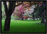 Park, Kolorowe, Drzewa
