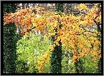 Kolorowe, Liście, Jesienny, Park, Bluszcz