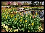 Park, Kolorowe, Tulipany