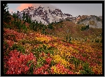 Jesień, Góry, Drzewa, Kolorowe, Rośliny, Park Narodowy Mount Rainier, Stan, Waszyngton, Stany Zjednoczone