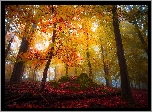 Kolorowy, Las, Drzewa, Liście, Jesień