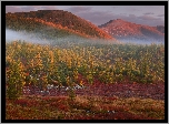 Jesień, Góry Kołymskie, Mgła, Drzewa, Trawa, Rośliny, Rosja, Kołyma