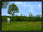 Koń, Wiosna, Drzewa, Łąka, Kwiaty, Trawa