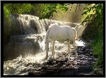 Koń, Biały, Wodospad, Las, Pragnienie