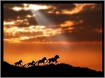 Konie, Galop, Chmury, Zachód Słońca