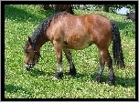 Konik, Łąka