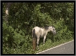 Konik, Przy, Drodze, Roślinność