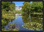 Kopenhaga, Ogród, Botaniczny, Staw, Lilie, Wodne
