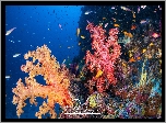 Rafa koralowa, Kolorowe, Koralowce, Ryby