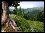 Drzewo, Korzenie, Góry