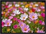 Kwiaty, Białe, Różowe, Kosmea