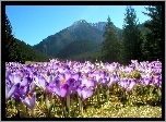 Krokusy, Tatry