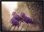 Kwiaty, Krople, Deszcz