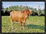 Krówka, Łąka