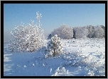 Drzewa, Krzewy, Śnieg