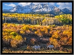 Stany Zjednoczone, Kolorado, Góra, Wilson Peak, Konie, Las, Drzewa, Krzewy Jesień, Chmury