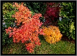 Kolorowe, Krzewy, Jesień