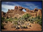 Skały, Drzewa, Krzewy, Suchy, Konar, Park Narodowy Arches, Utah, Stany Zjednoczone