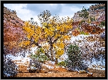 Park Narodowy Zion, Śnieg, Drzewo, Krzewy, Góry, Skały, Stan Utah, Stany Zjednoczone