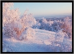 Zima, Krzewy, Śnieg