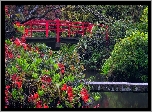 Ogród, Czerwony, Mostek, Krzew, Różanecznik, Kubota Garden, Seattle, Stan Waszyngton, Stany Zjednoczone