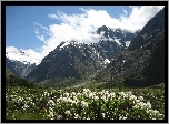 Góry, Kwiatki, Park Narodowy Fiordland, Nowa Zelandia