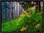 Las, Kwiatki, Mgła