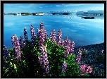 Kwiatki, Jezioro, Vitus, Alaska