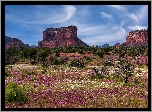 Stany Zjednoczone, Arizona, Sedona, Czerwone, Skały, Drzewa, Kwiaty