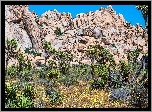 Park Narodowy Joshua Tree, Góry, Rośliny, Kwiaty, Drzewa, Kalifornia, Stany Zjednoczone