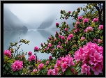 Rododendrony, Kwiaty, Jezioro, Mgła, Grafika