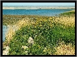 Jezioro, Kwiaty, Trawy
