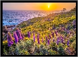 Kwiaty, Żmijowiec, Morze, Wybrzeże, Big Sur, Kalifornia, Stany Zjednoczone