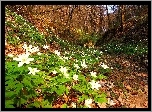 Las, Kwiaty, Wiosna