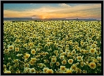 Polne, Kwiaty, Zachód, Słońca, Carrizo Plain National Monument