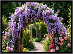 Ogród, Pergola, Fioletowe, Kwiaty