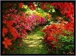 Ogród, Kwiaty, Lato