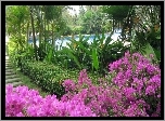 Ogród, Kwiaty, Palmy